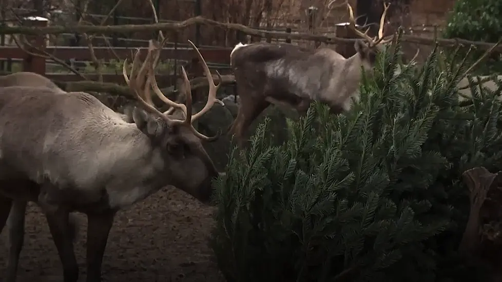 Elephants And Reindeer Feast On Donated Christmas Trees At Berlin Zoo