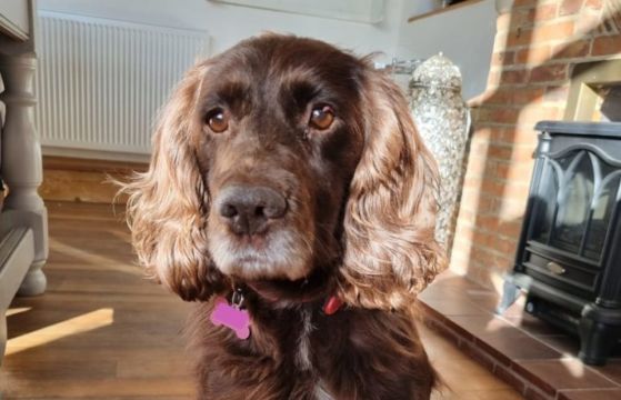 Owners ‘So Thankful’ To Be Reunited With Stolen Cocker Spaniel After Eight Years