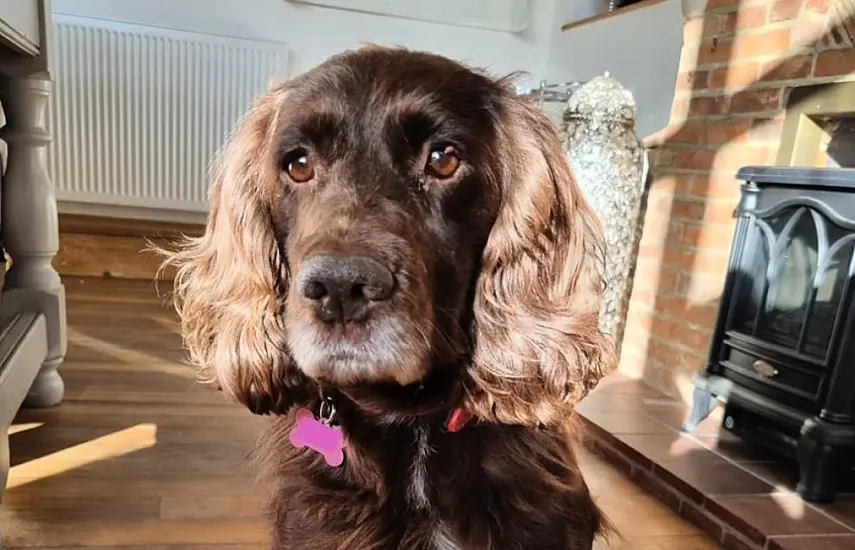 Owners ‘So Thankful’ To Be Reunited With Stolen Cocker Spaniel After Eight Years