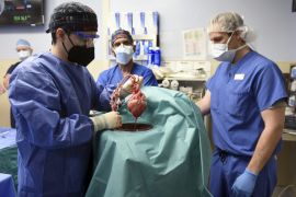 Us Surgeons Transplant Pig Heart Into Human Patient