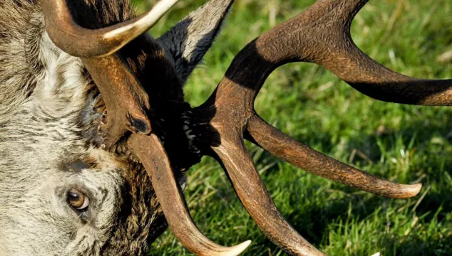 Man Attacked By Stag On Tipperary Mountain Sues In High Court
