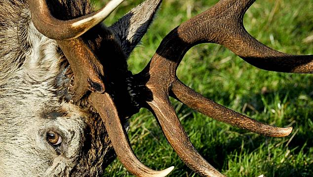 Woman Airlifted To Hospital After Stag Attack In Kerry