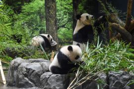 Twin Panda Cubs Delight Fans With Tokyo Zoo Debut