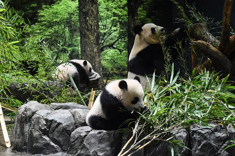 Twin Panda Cubs Delight Fans With Tokyo Zoo Debut