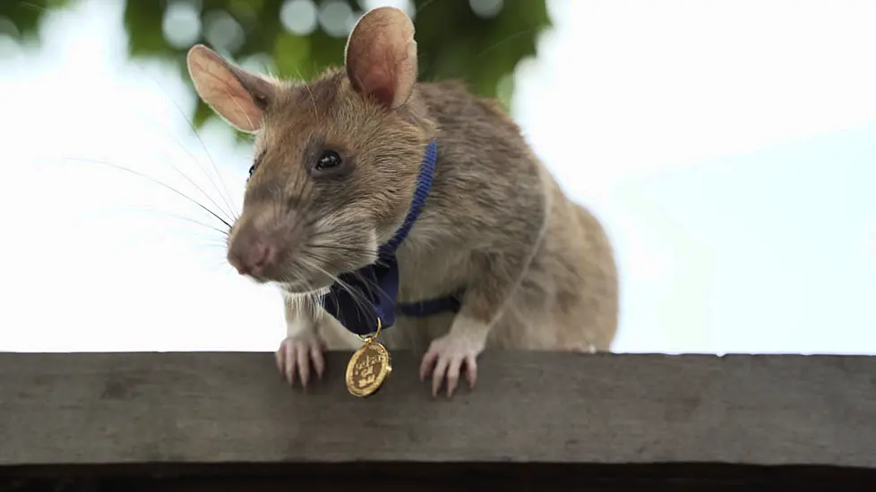 Rat That Detected Land Mines In Cambodia Dies In Retirement