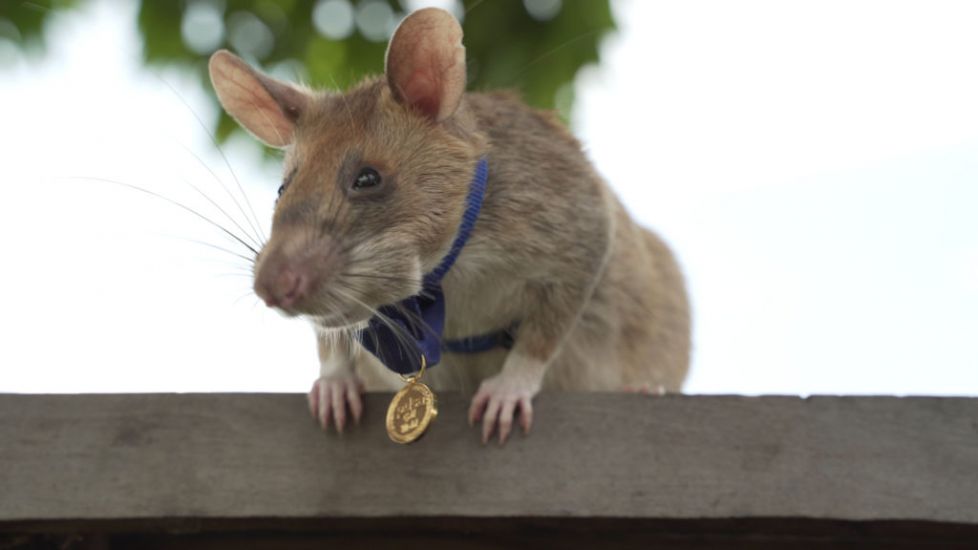 Rat That Detected Land Mines In Cambodia Dies In Retirement