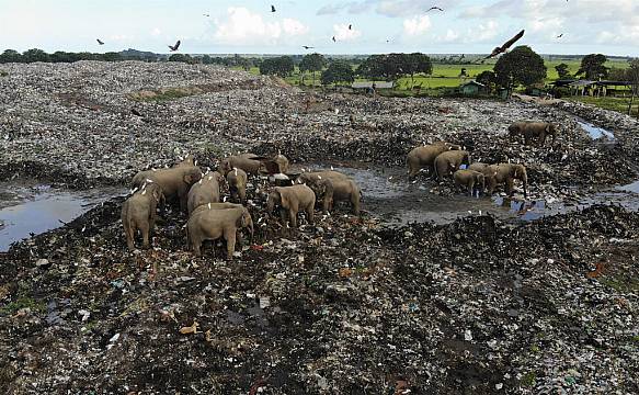 Elephants Dying From Eating Plastic Waste In Sri Lankan Dump