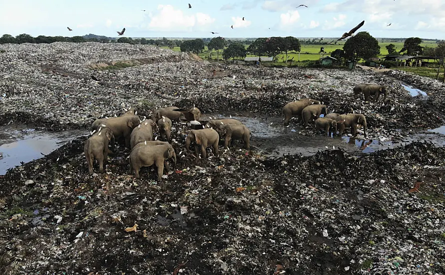 Elephants Dying From Eating Plastic Waste In Sri Lankan Dump