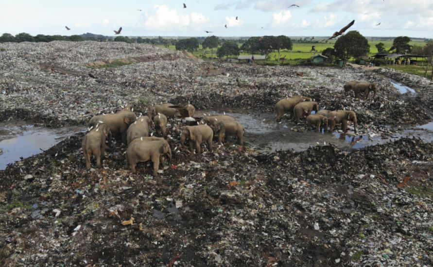 Elephants Dying From Eating Plastic Waste In Sri Lankan Dump