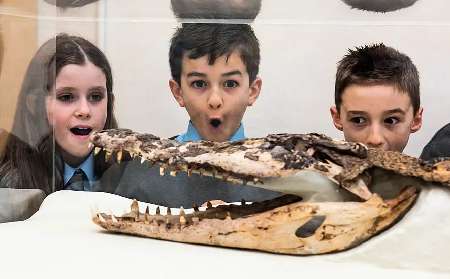 Crocodile Found Under School Floorboards Goes On Display