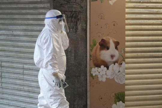 Hong Kong To Cull 2,000 Animals After Hamsters Get Covid-19