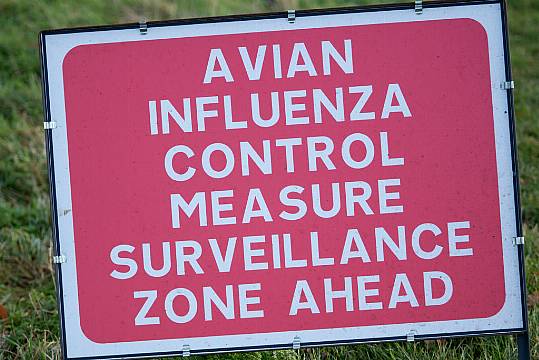 Avian Flu Surveillance Zones In North To Be Lifted