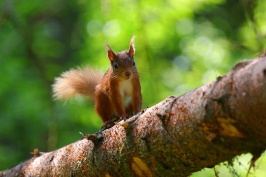 Squirrel Appreciation Day: The Best Places To Find Red Squirrels In Ireland And The Uk
