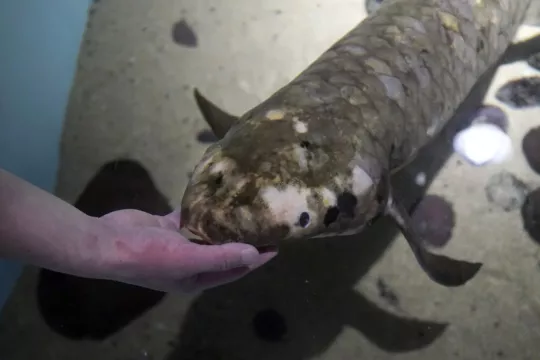 Veteran Fish Still Thriving At 90 Years Old In San Francisco Aquarium