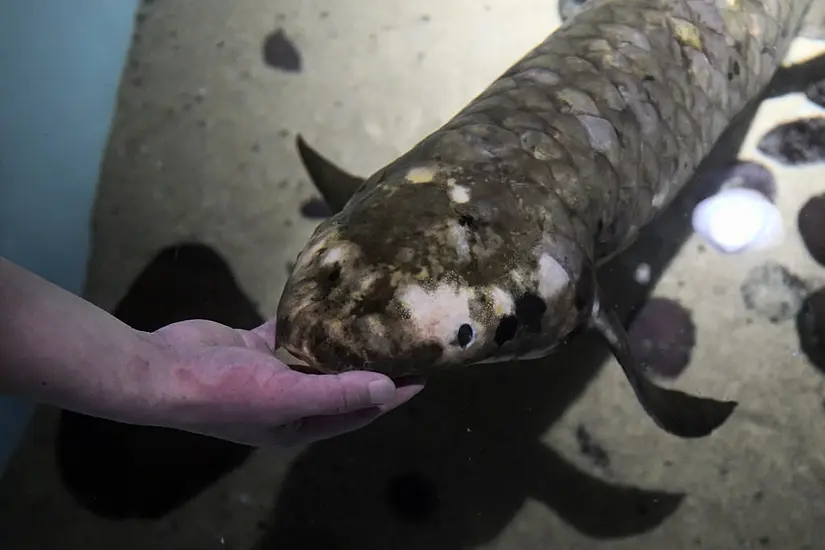 Veteran Fish Still Thriving At 90 Years Old In San Francisco Aquarium