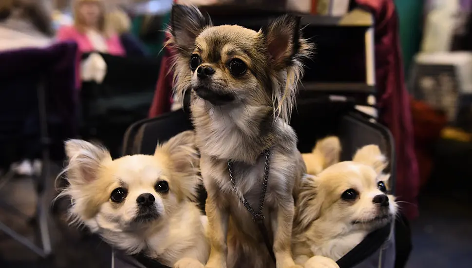 Chihuahuas Share Gene That Makes Them Small With Ancient Wolves, Study Suggests