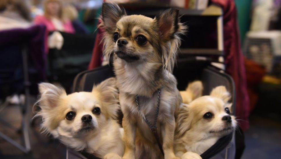 Chihuahuas Share Gene That Makes Them Small With Ancient Wolves, Study Suggests