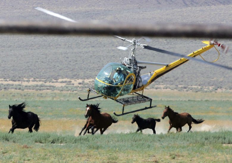 Us Judge May Suspend Wild Horses Round-Up In Nevada