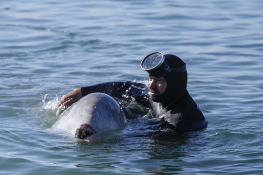 Divers Bid To Recue Young Whale Stranded In Shallow Water Off Athens