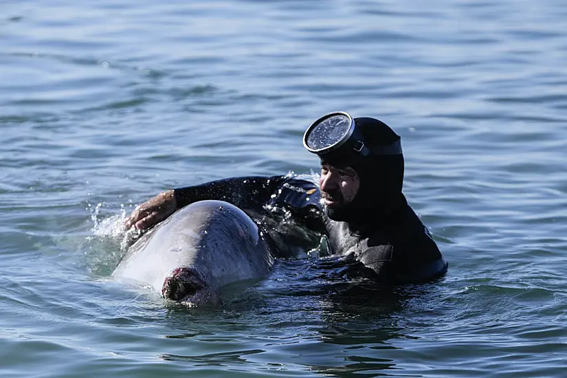 Divers Bid To Recue Young Whale Stranded In Shallow Water Off Athens