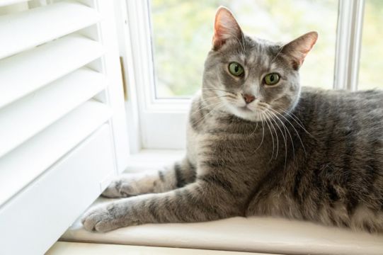 Bidens Welcome Willow The Cat To The White House