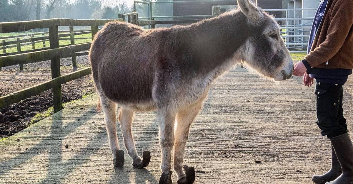 Three donkeys in severe state of neglect rescued from Co Sligo border Three donkeys in severe state of neglect rescued from Co Sligo border