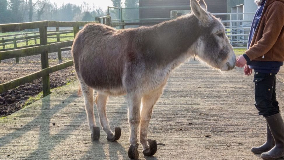 Three Donkeys In Severe State Of Neglect Rescued From Co Sligo Border