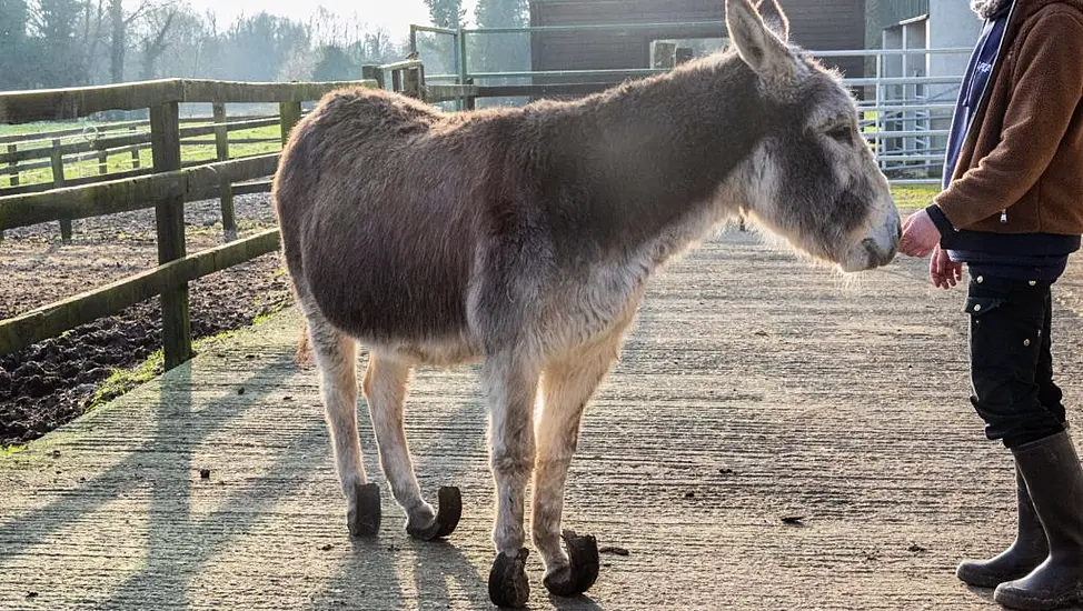 Three Donkeys In Severe State Of Neglect Rescued From Co Sligo Border