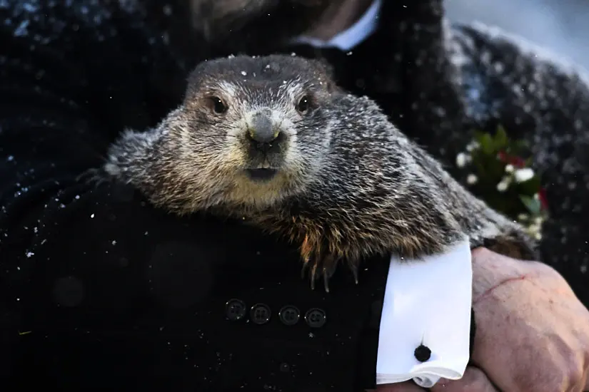 Punxsutawney Phil Predicts Six More Weeks Of Winter