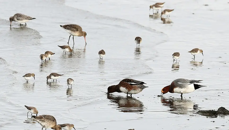 Irish Government Preparing To Hold Citizens’ Assembly On Biodiversity