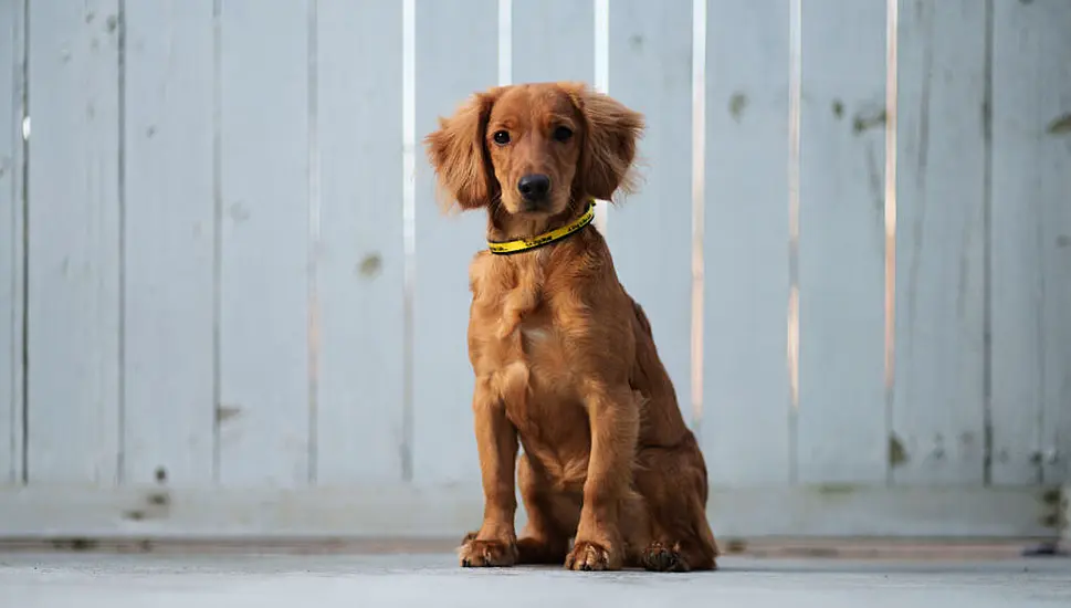 Dogs Trust Appeals For Foster Homes Amid Surge In Post-Christmas Surrender Requests