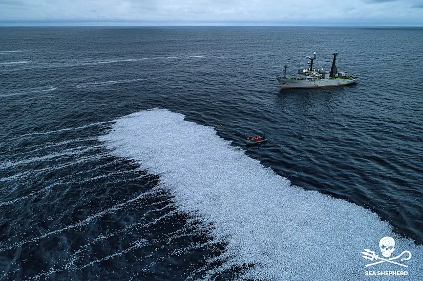 Mass Swarm Of Dead Fish In Atlantic Prompts French Inquiry