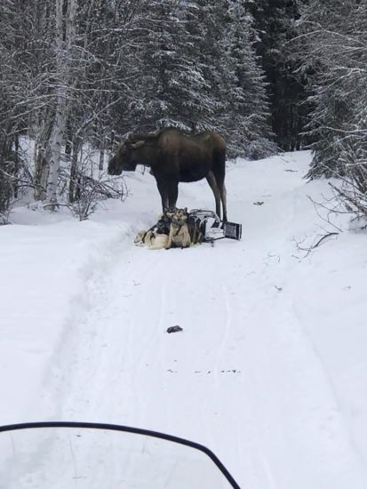Four Dogs Injured As Moose Attacks Sled Team