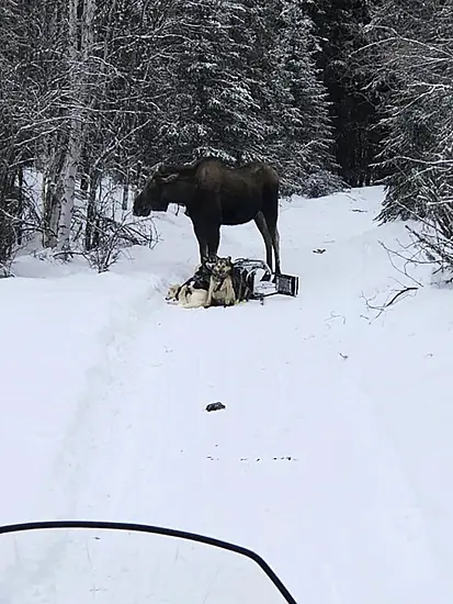 Four Dogs Injured As Moose Attacks Sled Team