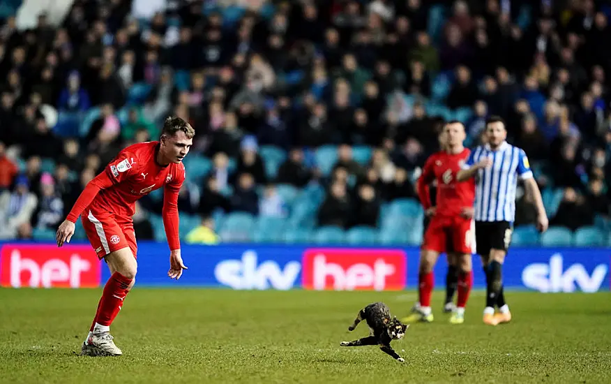 Cat ‘Safe And Sound’ After Pitch Invasion During League One Football Match