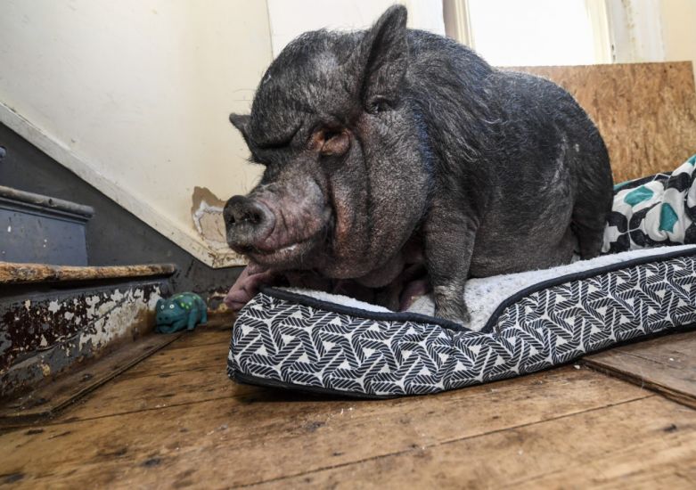 Man In Legal Battle To Keep ’Emotional Support’ Pig