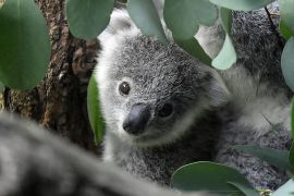 Koalas Declared Endangered In Eastern Australia Amid Disease And Habitat Loss