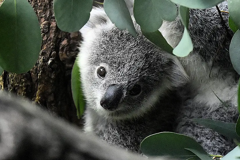 Koalas Declared Endangered In Eastern Australia Amid Disease And Habitat Loss