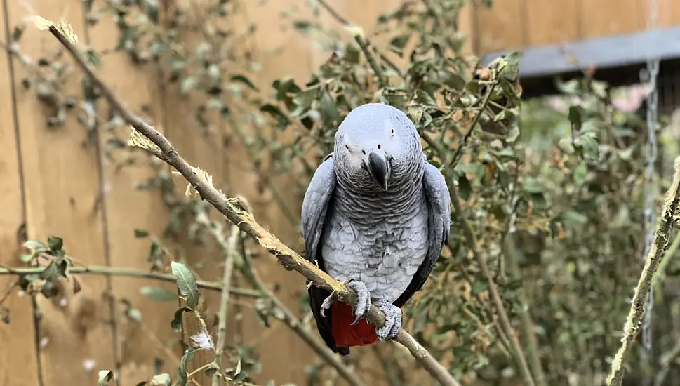 Firefighters Rescue Pet Owner Stuck In Tree During Bid To Catch Parrot