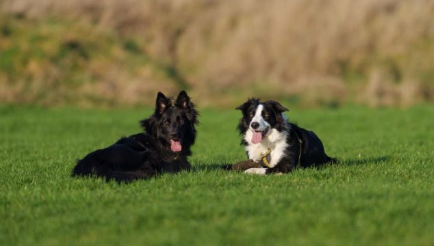 Valentine’s Day Appeal For Home For Collie ‘Couple’ Who Met At Dog Shelter