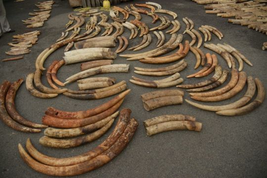 Dna Testing Of Elephant Ivory Reveals Tactics Of Criminal Networks