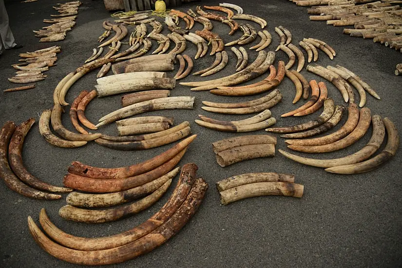 Dna Testing Of Elephant Ivory Reveals Tactics Of Criminal Networks