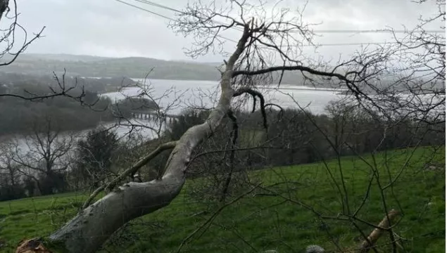 Storm Eunice: Council Expresses 'Deep Regret' After Employee Is Killed By Tree In Co Wexford