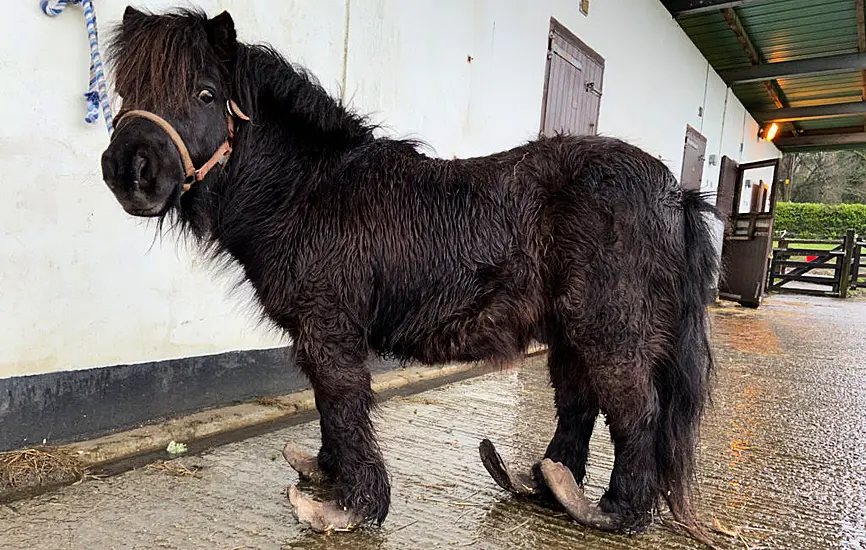 Pony With Severely Overgrown Hooves Rescued By Ispca