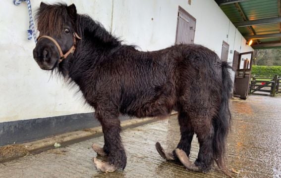 Pony With Severely Overgrown Hooves Rescued By Ispca