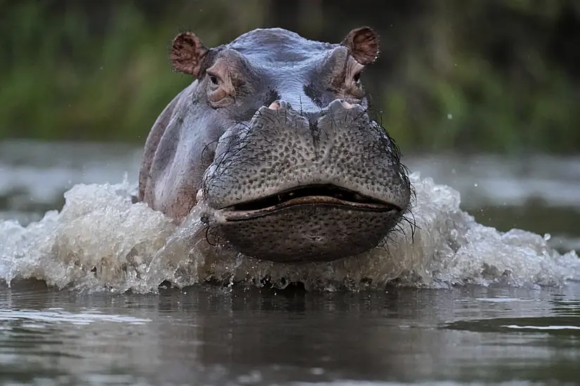 Colombian Government To Declare Hippos An Invasive Species