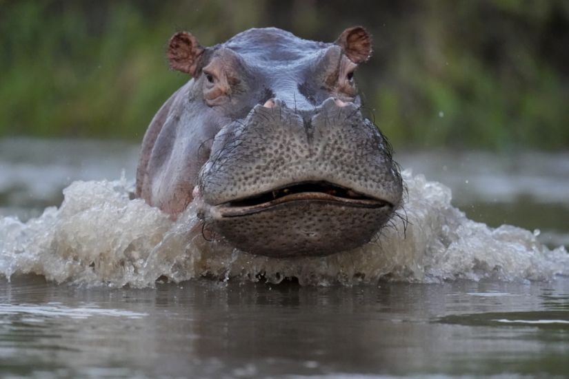 Colombian Government To Declare Hippos An Invasive Species