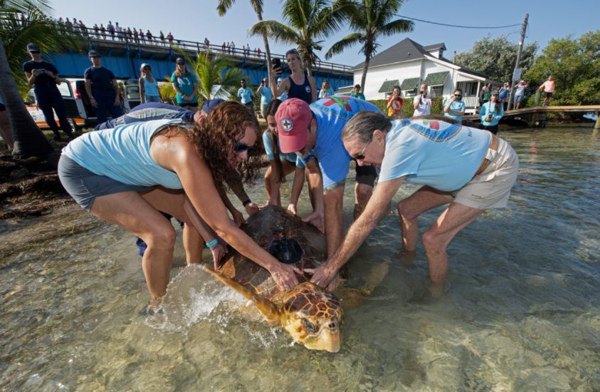 Rehabilitated Sea Turtle Sheldon Released Off Florida Keys