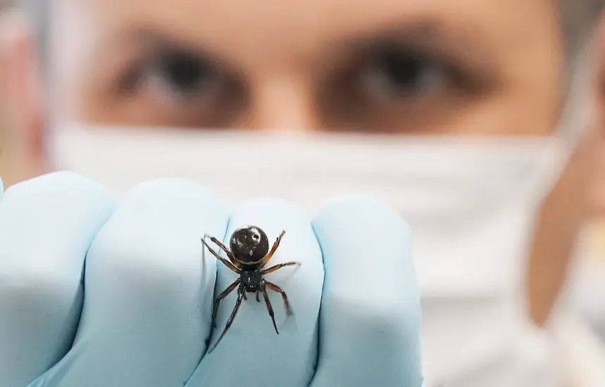 Galway Scientists Publish First Record Of Noble False Widow Spider Feeding On Bat