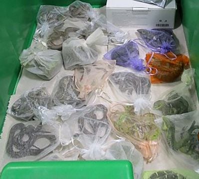 Us Border Officers Find 52 Reptiles Hidden In Man’s Clothing